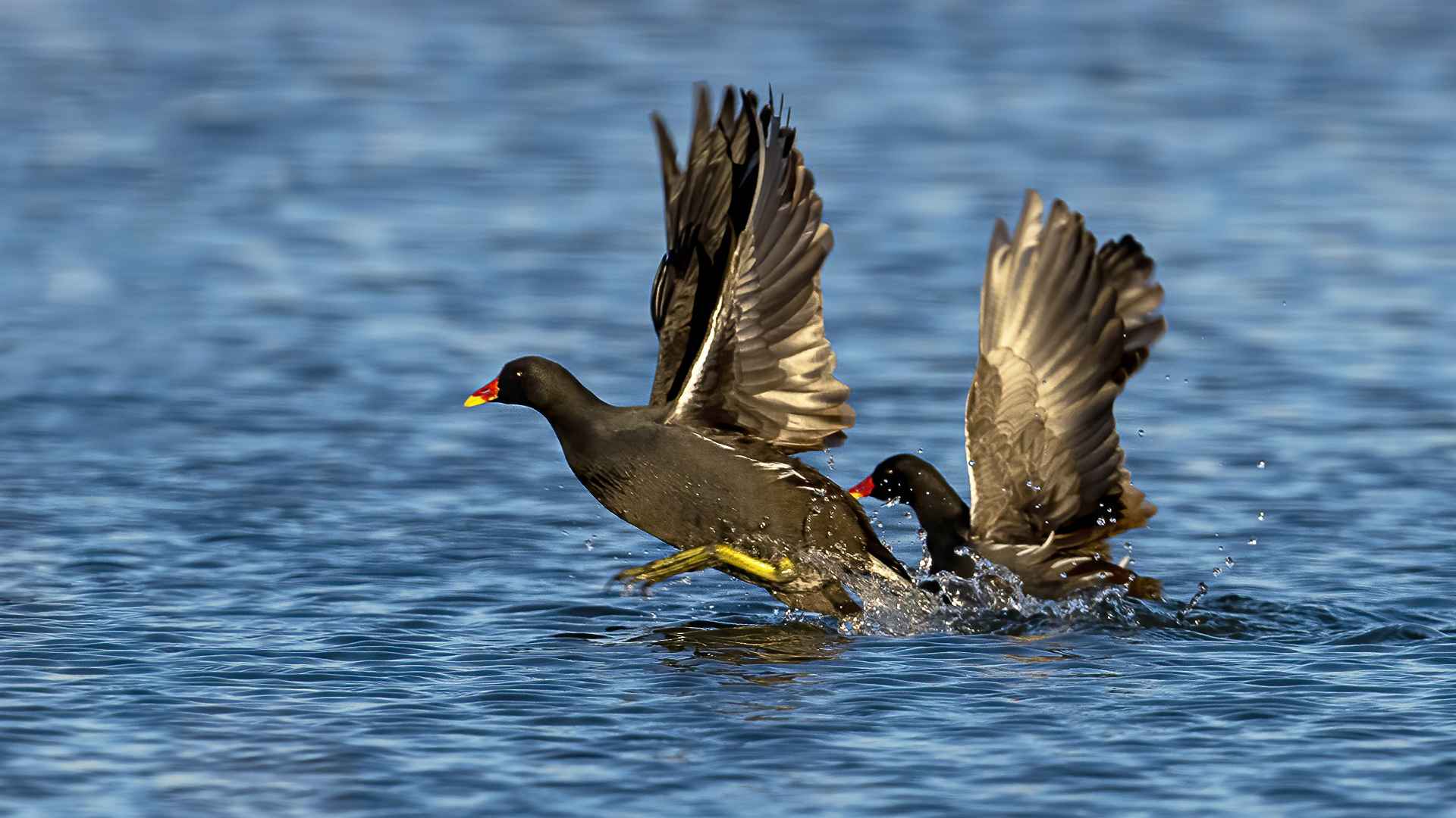 Eurasian Moorhen